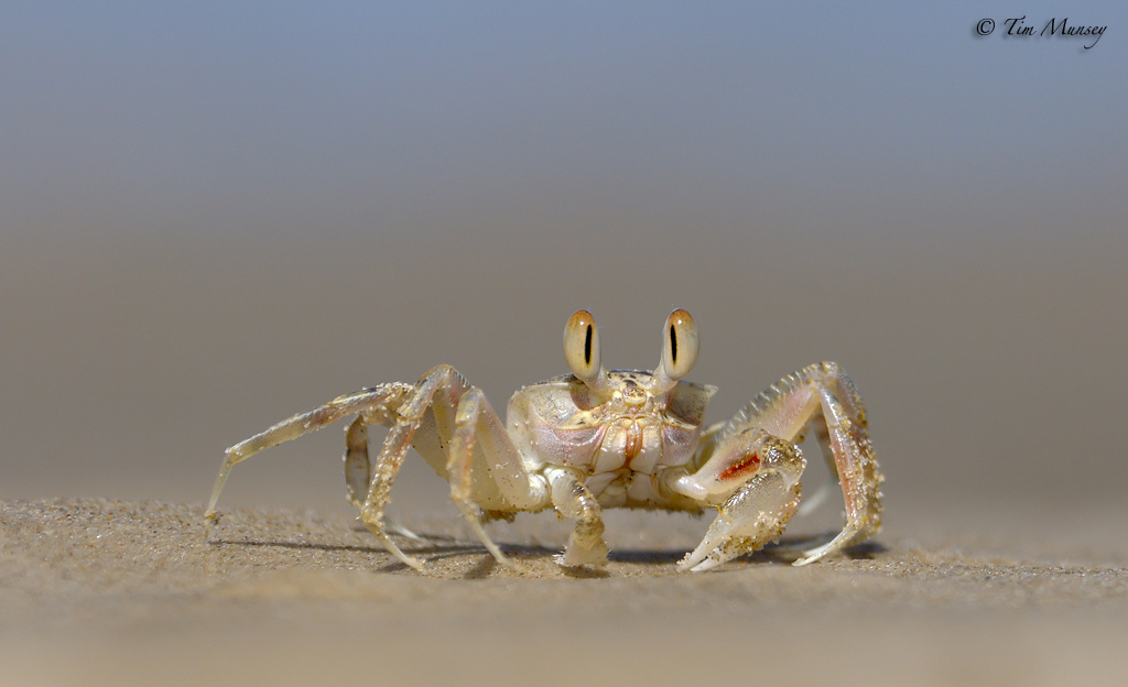 Sand Crab